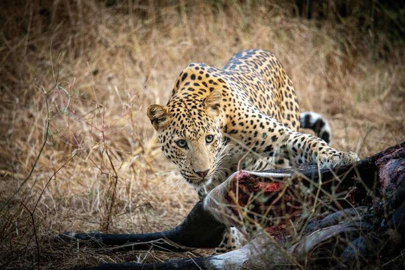 Yala National Park Safari Tours : Half Day & Full Day - Yala Wildlife: How Leopards, Elephants, and Birds Fit Together