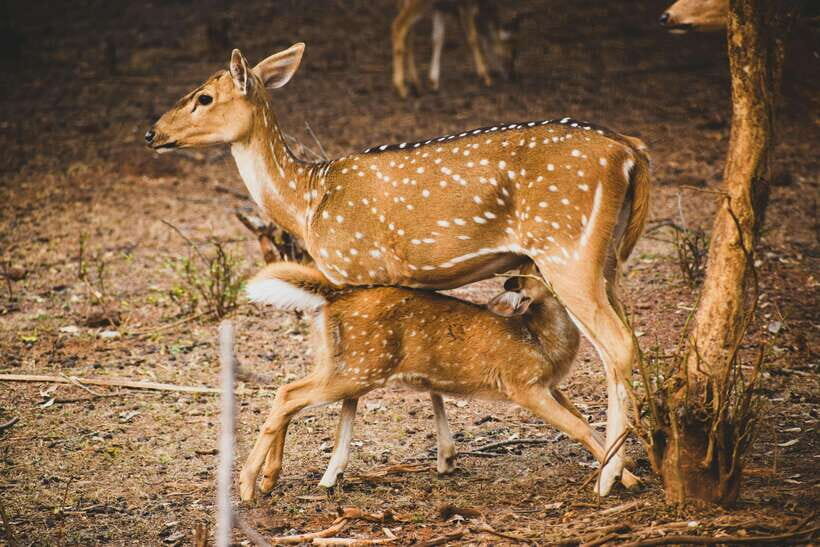 Yala National Park Safari Tours : Half Day & Full Day - Half-Day Safari: Morning and Afternoon Options That Actually Make Sense
