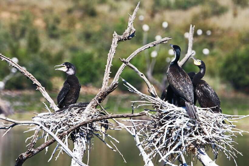 Yala National Park Safari Tours : Half Day & Full Day - Full-Day Safari (6 to 12 Hours): The Value of More Time in Yala