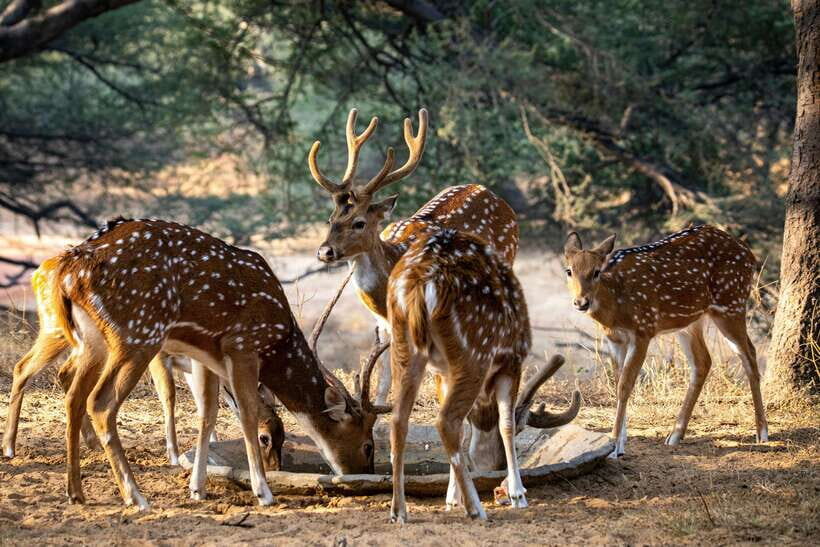 Yala National Park Safari Tours : Half Day & Full Day - Price and Value: Is $25 a Bargain or a Trade-Off?