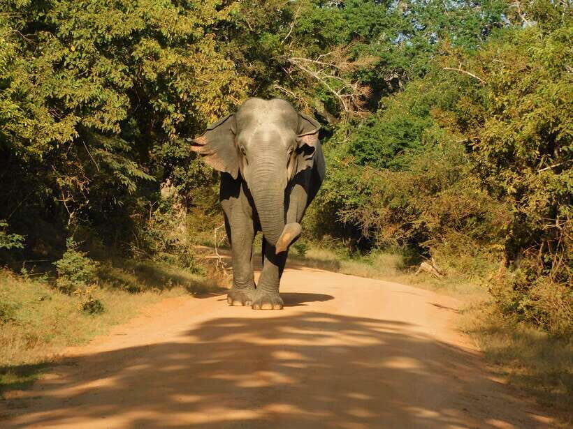 Yala National Park Safari Tours - Half Day & Full Day - Pickup from Tissamaharama and nearby towns: fewer logistics headaches
