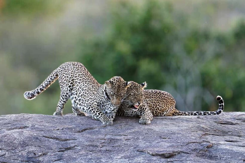 Yala National Park Safari Tours: Morning/Evening/Full Day - Key highlights that make this Yala safari tour a smart buy