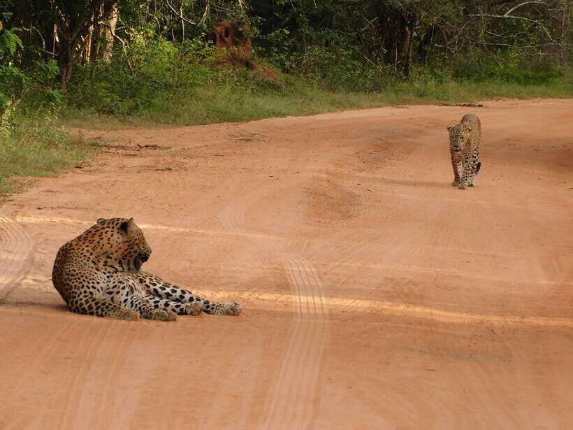 Yala National Park Safari Tours: Morning/Evening/Full Day - Jeep comfort and safety: what you should expect on rough terrain