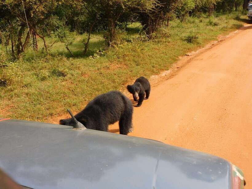 Yala National Park Safari Tours: Morning/Evening/Full Day - Why Yala National Park is worth your time (and why it moves fast)