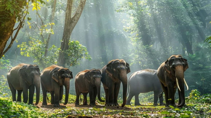 Yala National Park Safari Tours: Morning/Evening/Full Day - Pickup and drop-off: the part that makes or breaks convenience
