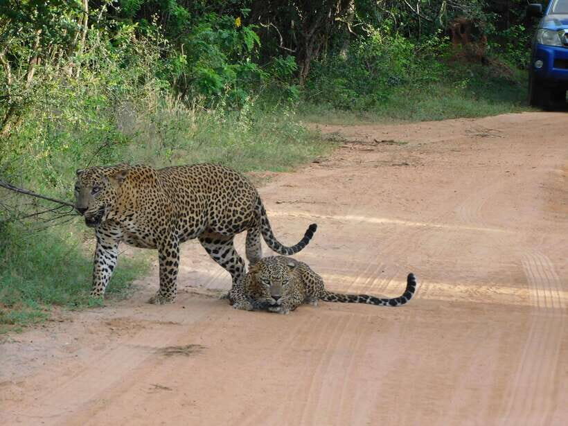 Yala National Park Safari Tours: Morning/Evening/Full Day - Inside Yala: how the jeep and the guide improve your odds
