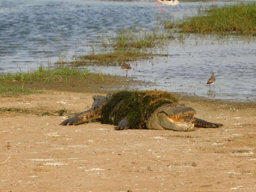 Yala National Park Safari Tours: Morning/Evening/Full Day - Breakfast in the morning: fuel for early sightings
