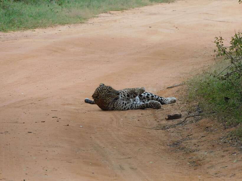 Yala National Park Safari Tours: Morning/Evening/Full Day - Full day rhythm: the 12:00–14:00 pause and ocean-side lunch