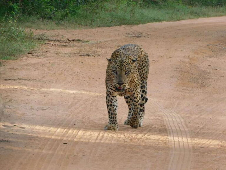 Yala National Park Safari Tours: Morning/Evening/Full Day - Your three options: 5 hours evening, 7 hours morning, 12 hours full day