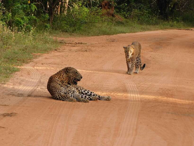 Yala National Park Safari Tours: Morning/Evening/Full Day - Leopard safari reality check: chances are real, guarantees aren’t