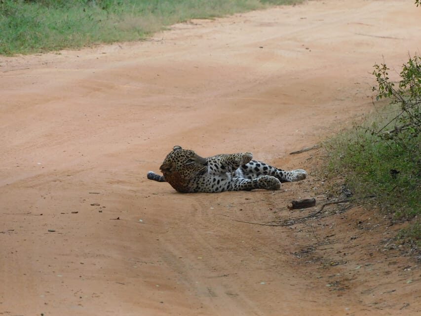 Yala National Park Safari Tours: Morning/Evening/Full Day - Elephants, crocodiles, and birds: Yala’s best “backup plan”