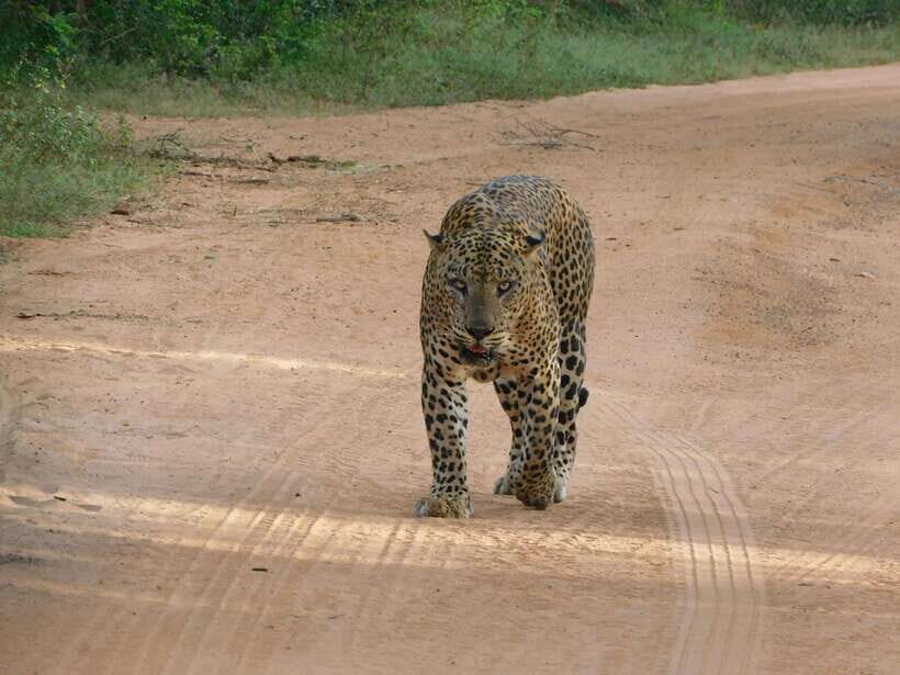 Yala National Park Safari Tours: Morning/Evening/Full Day - Your three options: 5 hours evening, 7 hours morning, 12 hours full day
