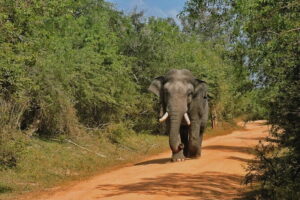 Yala National Park special Half-Day & Full-Day Safari Adventure - The early-morning game-drive rhythm (coffee, lights, and animal windows)
