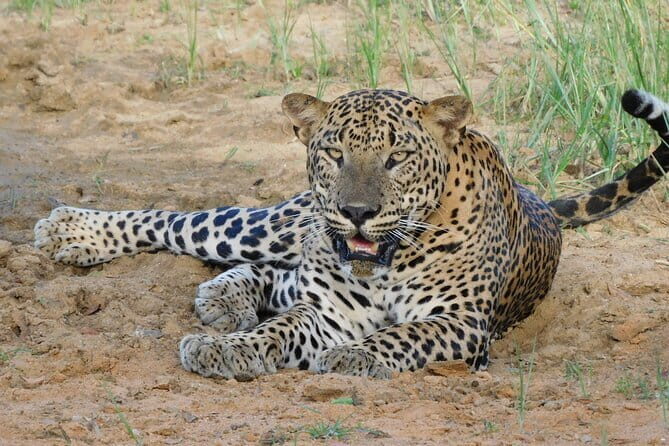Yala National Park special Half-Day & Full-Day Safari Adventure - Wildlife spotting: how the guides turn scanning into sightings