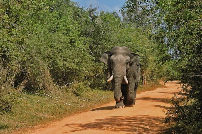 Yala National Park special Half-Day & Full-Day Safari Adventure - The early-morning game-drive rhythm (coffee, lights, and animal windows)