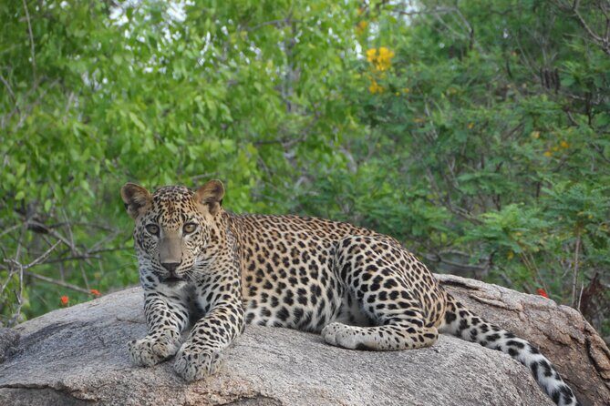 Yala National Park Special Leopard Safari Tour - Key highlights to know before you go