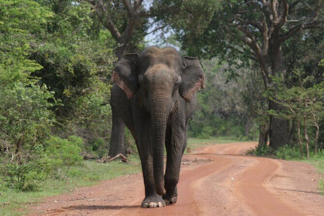Yala National Park Special Leopard Safari Tour - The small-group setup: how max 6 travelers changes the safari