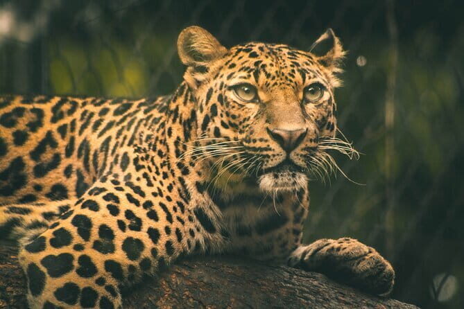 Yala National Park Tour From Hambantota Port - What a 6–7 hour safari day feels like