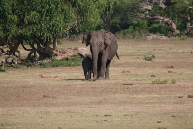 Yala National Park Tour From Hambantota Port - The heart of Yala: what you’re really looking for