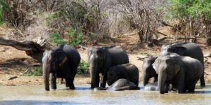Yala: Private Safari Day Trip with Lunch & Entry Fees - The 4-Hour Game Drive: How Yala Hunting Really Looks Up Close