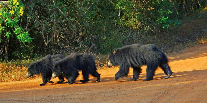 Yala: Private Safari Day Trip with Lunch & Entry Fees - Lunch at a Local Restaurant: Included, Usually Filling, Worth Planning For