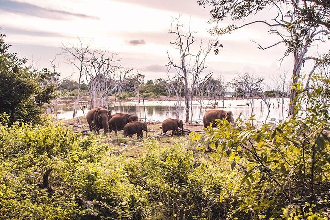 Yala Safari Day Trip from Bentota/ Kalutara/ Ahungalla/ Hikkaduwa - Price and value: what $200 per person buys you