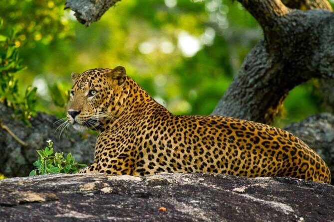 Yala Safari from Hambantota Port by BTM - Private & All Inclusive - Half-day vs full-day: when to choose which option