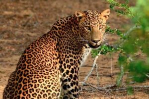 Yala Safari Private Day Trip with Return Transport -All Inclusive - Leopard spotting and the crowd factor once animals show up