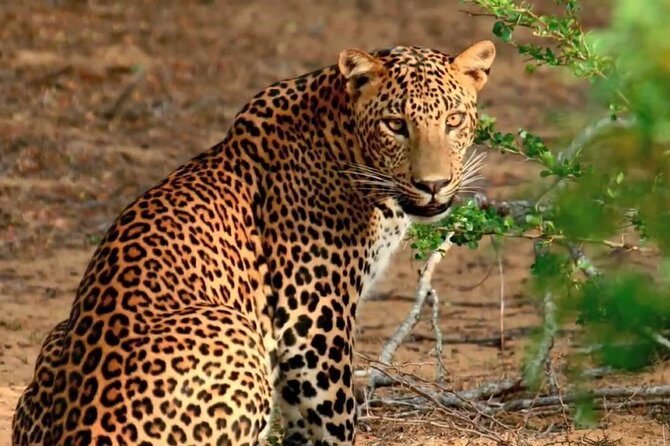 Yala Safari Private Day Trip with Return Transport -All Inclusive - Leopard spotting and the crowd factor once animals show up