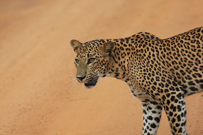 Yala Safari Tour from Hambantota Port by Ajith Safaris - Cruise-Day Reality Check: Why Hambantota Port pickup is the whole deal