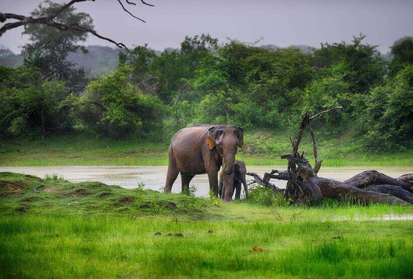 YALA SAFARI TOUR from TANGALLE/HIRIKETIYA/MIRISSA/GALLE - Should you book this Yala Jeep Safari tour