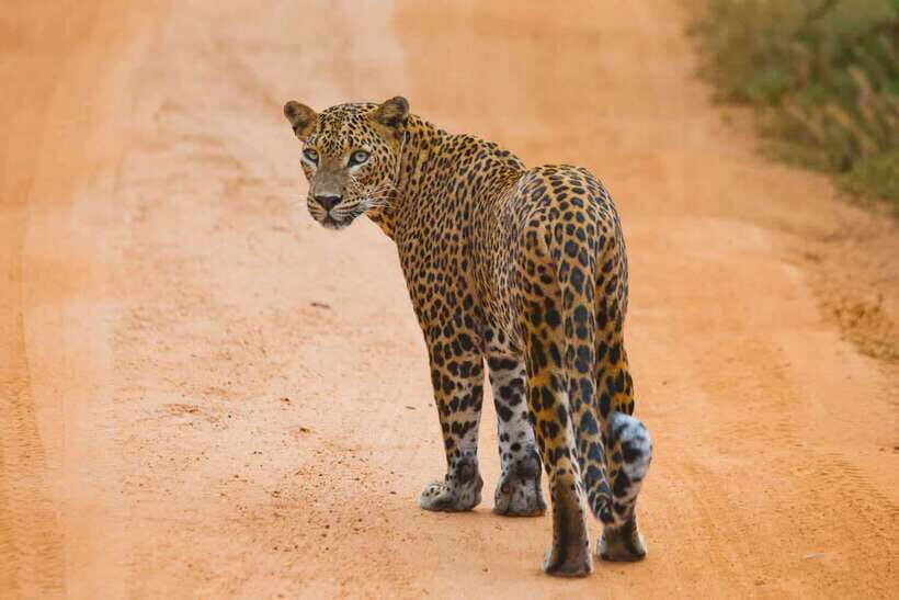 YALA SAFARI TOUR from TANGALLE/HIRIKETIYA/MIRISSA/GALLE - South-coast pickup to Kotapola: the easiest way into Yala