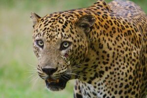 Yala safari Tours Morning /Afternoon /Fullday - The Jeep setup and guide-tracker role: what that really means for you