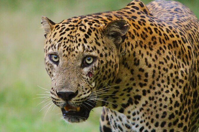 Yala safari Tours Morning /Afternoon /Fullday - The Jeep setup and guide-tracker role: what that really means for you